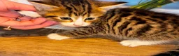 Mixed Breed cats for sale: Mixed breed kittens for sale in Leicester - Advert 7