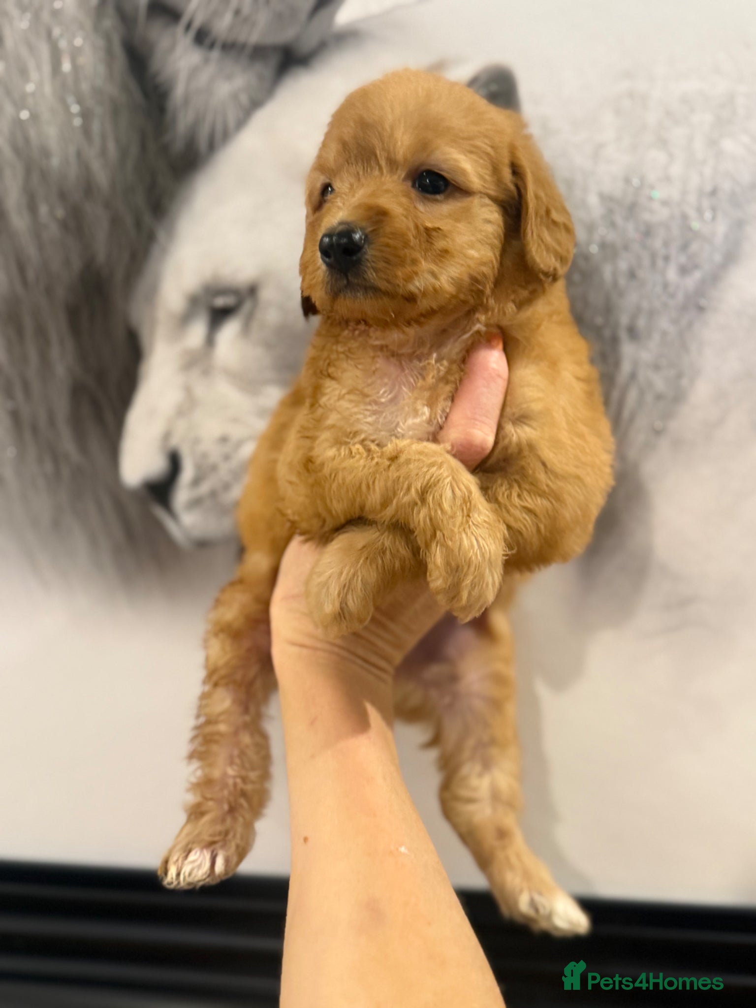 Labradoodle dogs Mini labradoodle excessively health tested. F1  - Advert 6