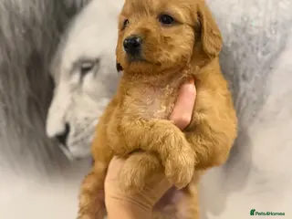 Labradoodle dogs Mini labradoodle excessively health tested. F1 - Advert 6