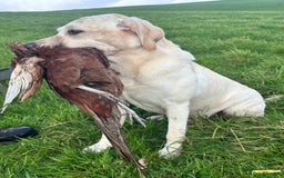 Labrador Retriever dogs for stud: Proven Yellow Labrador Gundog Stud - health tested in Chorley - Image 6