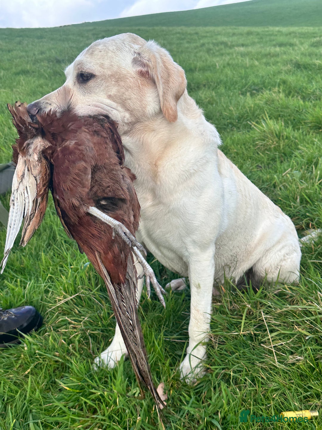 Labrador Retriever dogs for stud: Proven Yellow Labrador Gundog Stud - health tested in Chorley - Image 6