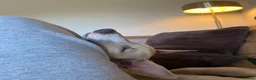 Mixed Breed dogs for sale: 3/4 Italian greyhound 1/4 whippet  in Whitby - Advert 11