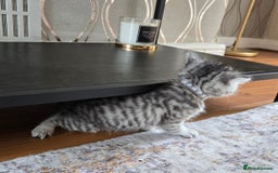 British Shorthair cats for sale: Bsh x Persian  - Image 8