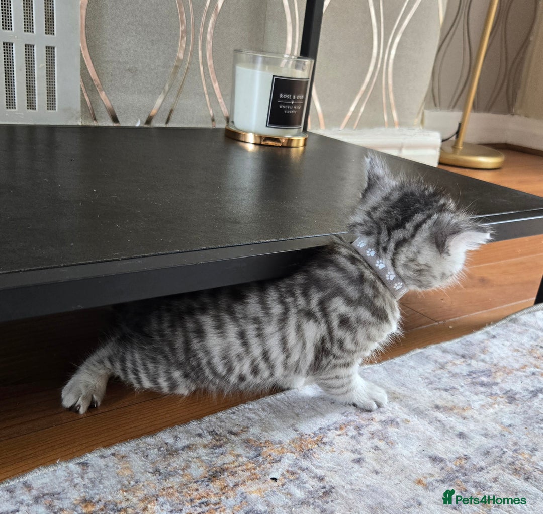 British Shorthair cats for sale: Bsh x Persian  - Image 8