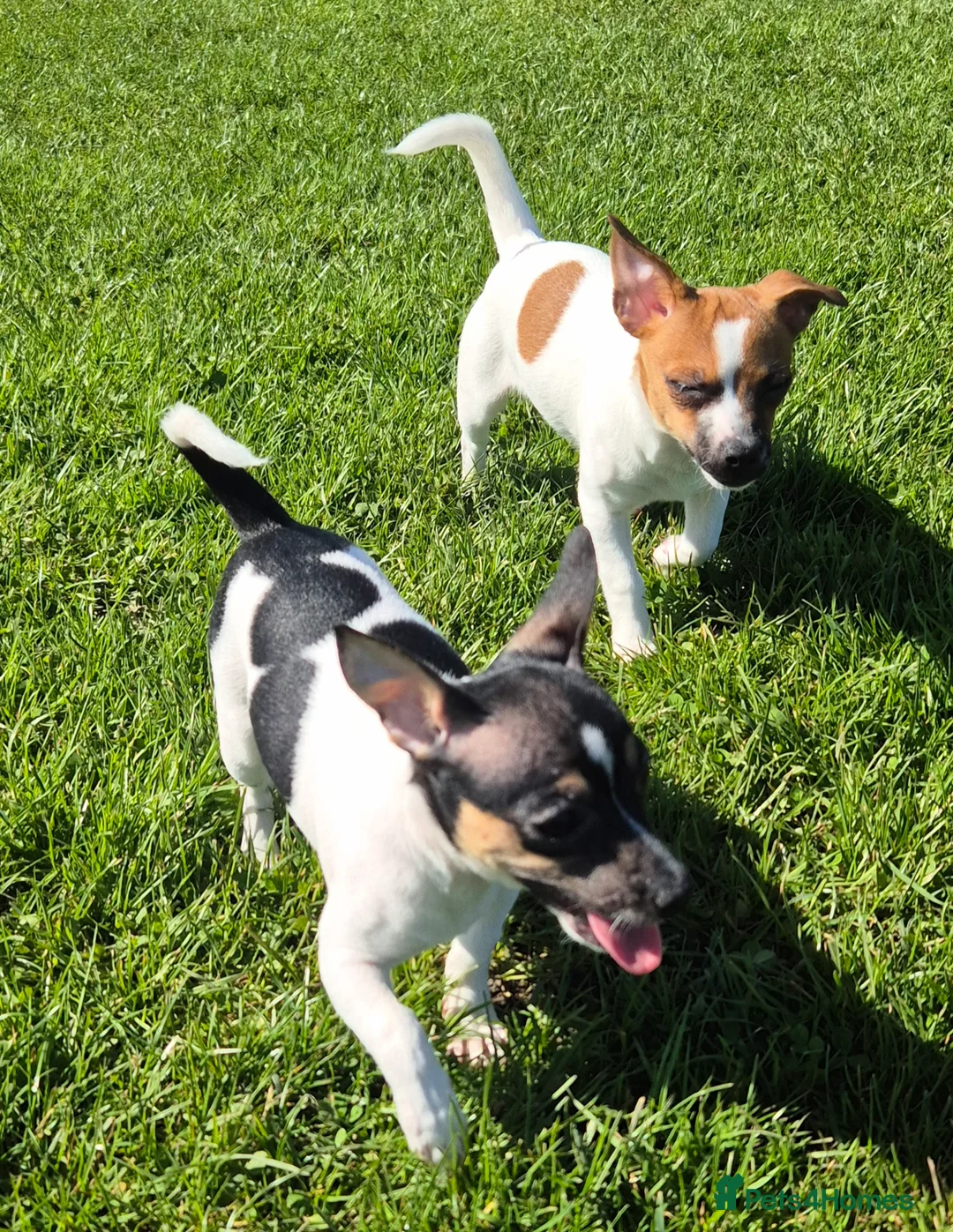 Mixed Breed dogs for sale: Jack Russell x Mini Pinscher - Advert 1