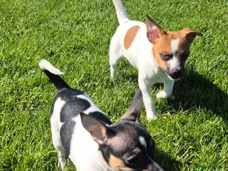 Mixed Breed dogs Jack Russell x Mini Pinscher - Advert 14