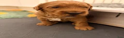 Double Doodle dogs for sale: Two Beautiful Double Doodle Puppies – Boy & Girl - Advert 8