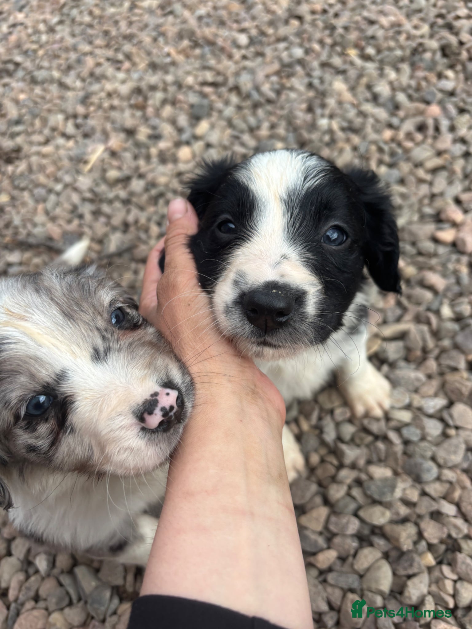 Mixed Breed dogs Black and White Sprollies 🤍🖤 - Advert 16