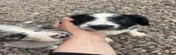 Mixed Breed dogs for sale: Black and White Sprollies 🤍🖤 - Advert 1
