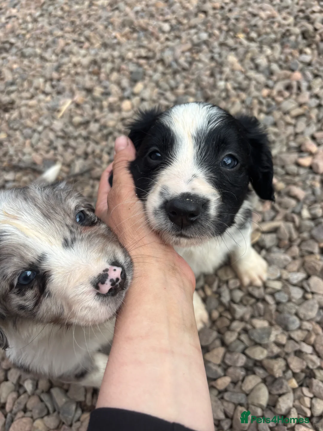 Mixed Breed dogs for sale: Black and White Sprollies 🤍🖤 - Advert 1