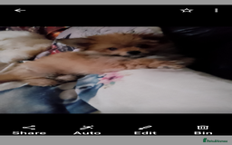 Mixed Breed dogs for sale: Gorgeous super fluffy puppy - Image 3