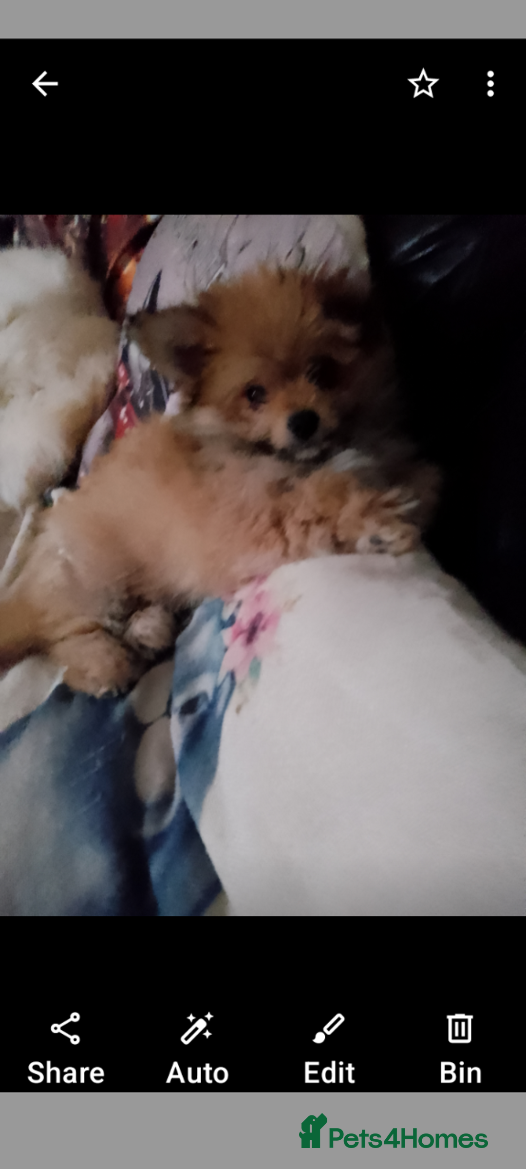 Mixed Breed dogs for sale: Gorgeous super fluffy puppy - Image 3