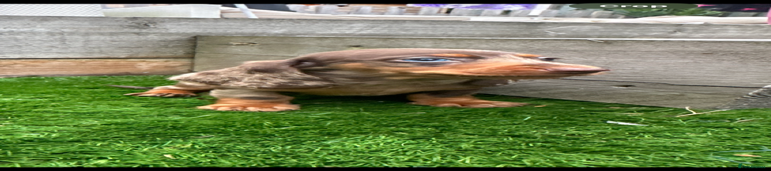 Miniature Dachshund Puppy 2