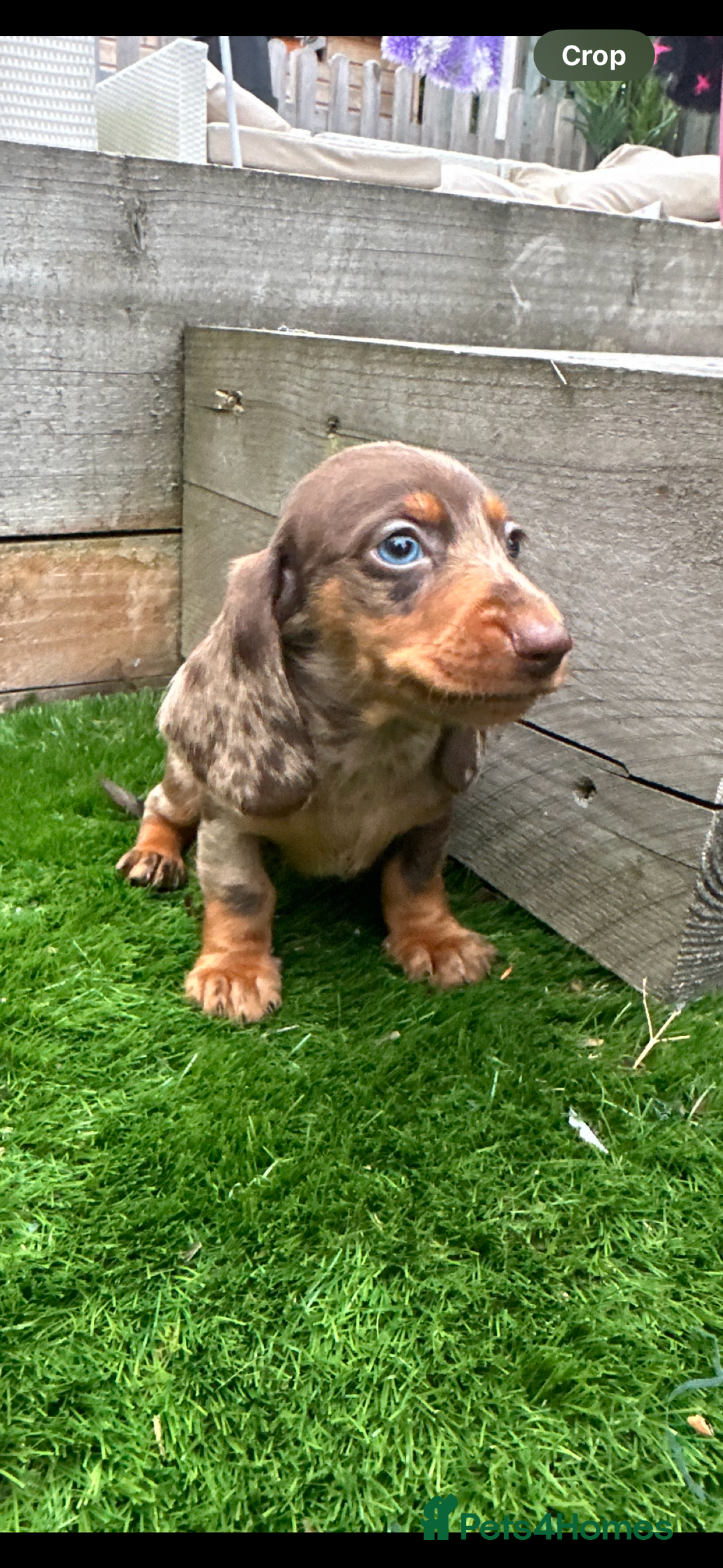 Miniature Dachshund dogs for sale: **Quality Super tiny dachshunds -Ready now - Image 8