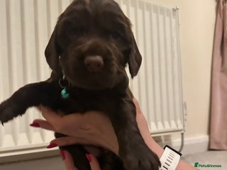 Cocker Spaniel dogs 1 Female Cocker Spaniel Puppy- ready 17/12/25 - Advert 6