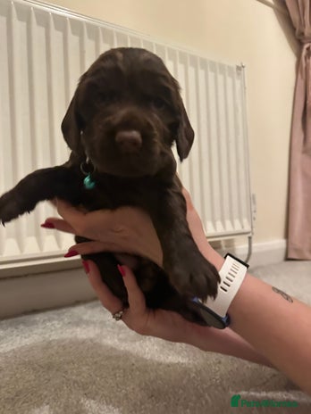 Cocker Spaniel dogs 1 Female Cocker Spaniel Puppy- ready 17/12/25 - Advert 15