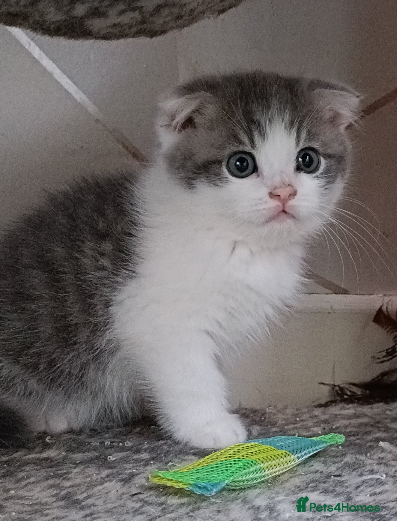 Scottish Fold cats Scottish fold kittens - Advert 1