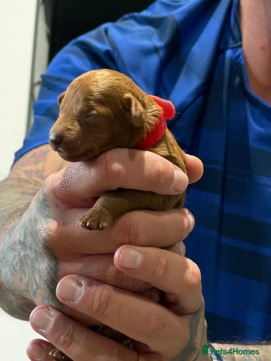 Cavapoo dogs for sale: 8 x cavapoo F1B puppies  - Advert 2