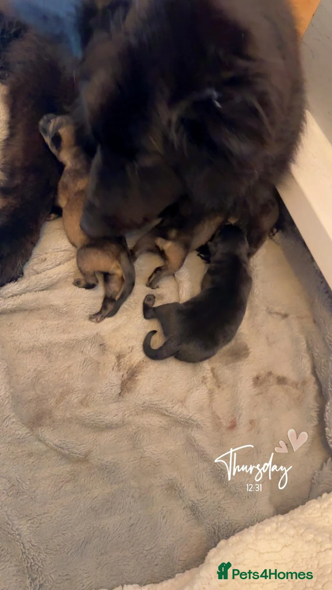 Shepsky dogs for sale: Shepsky puppies  - Advert 5