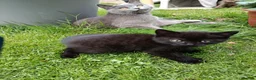 Mixed Breed cats for sale: Black kittens  - Advert 5
