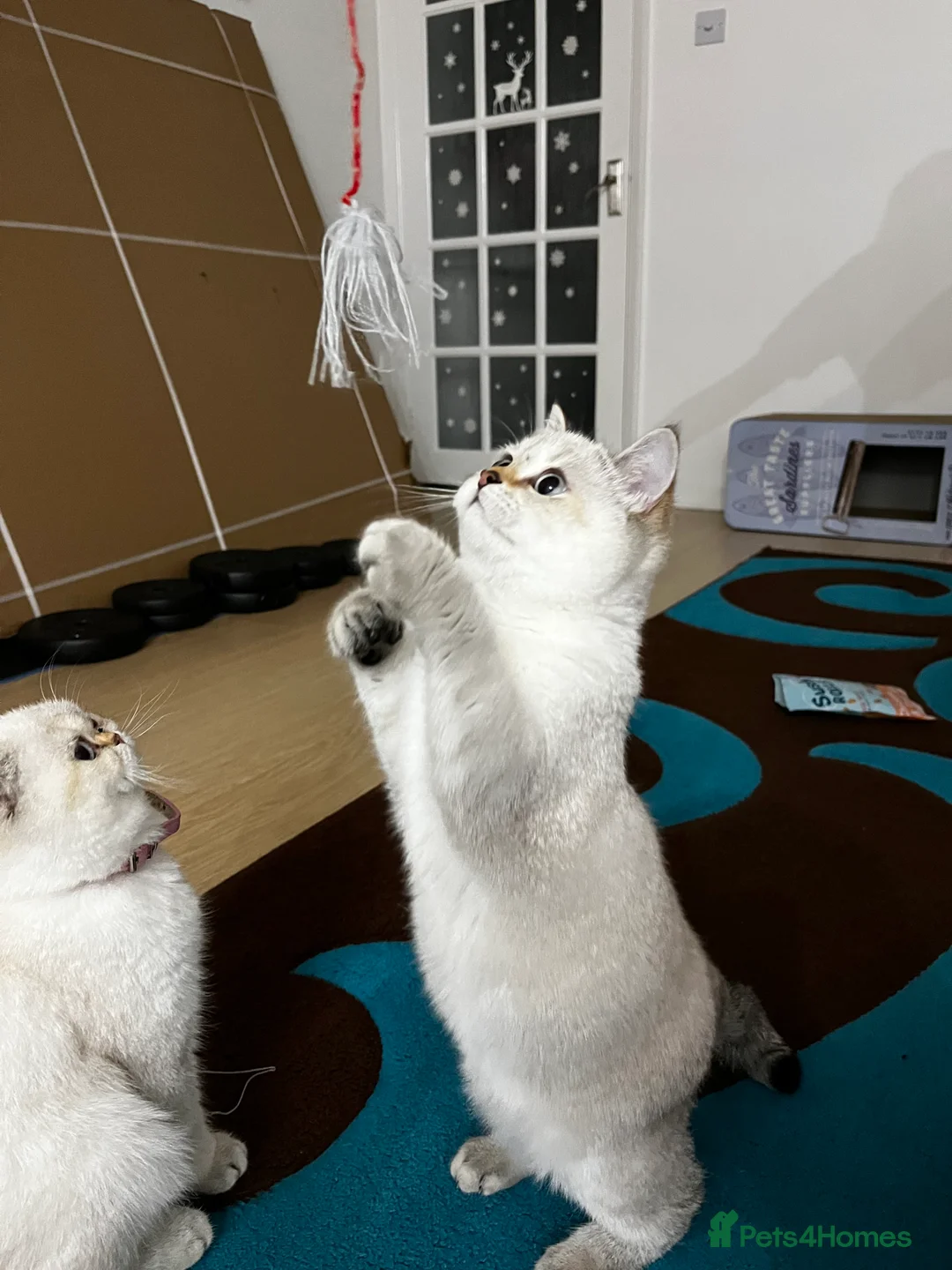 British Shorthair cats for sale: British shorthair Enzo and Misty - Advert 10