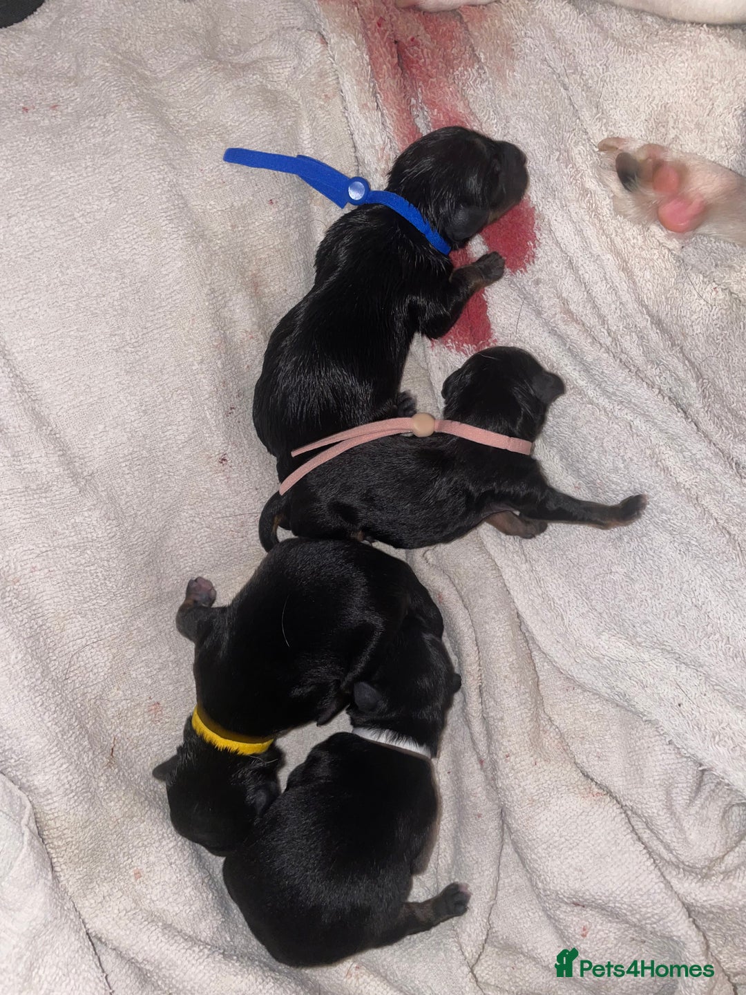 Jack Russell dogs for sale: Jack Russell Puppies - Advert 8