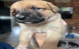 Mixed Breed dogs for sale: Belgian malinois x Anatolian shepherd mix pups 🐶  - Image 4