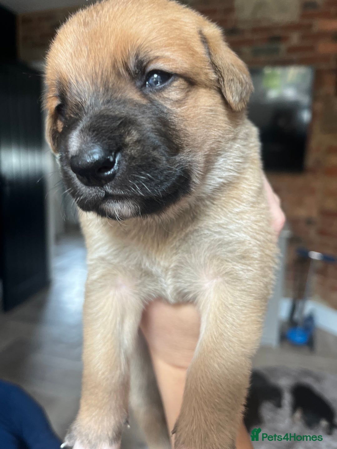 Mixed Breed dogs for sale: Belgian malinois x Anatolian shepherd mix pups 🐶  - Image 4
