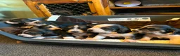 Basset Hound dogs for stud: FOR STUD ONLY Health tested Tri Basset Hound  - Advert 5