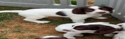 English Springer Spaniel dogs for sale: HEALTH TESTED QUALITY ENGLISH SPRINGER SPANIELS  - Advert 21