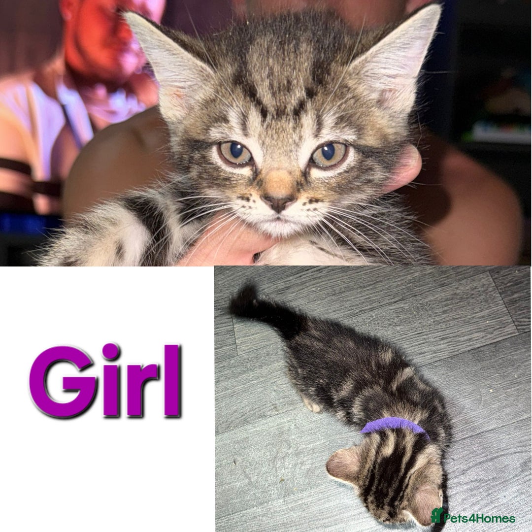 Mixed Breed cats for sale: Beautiful kittens - Image 5