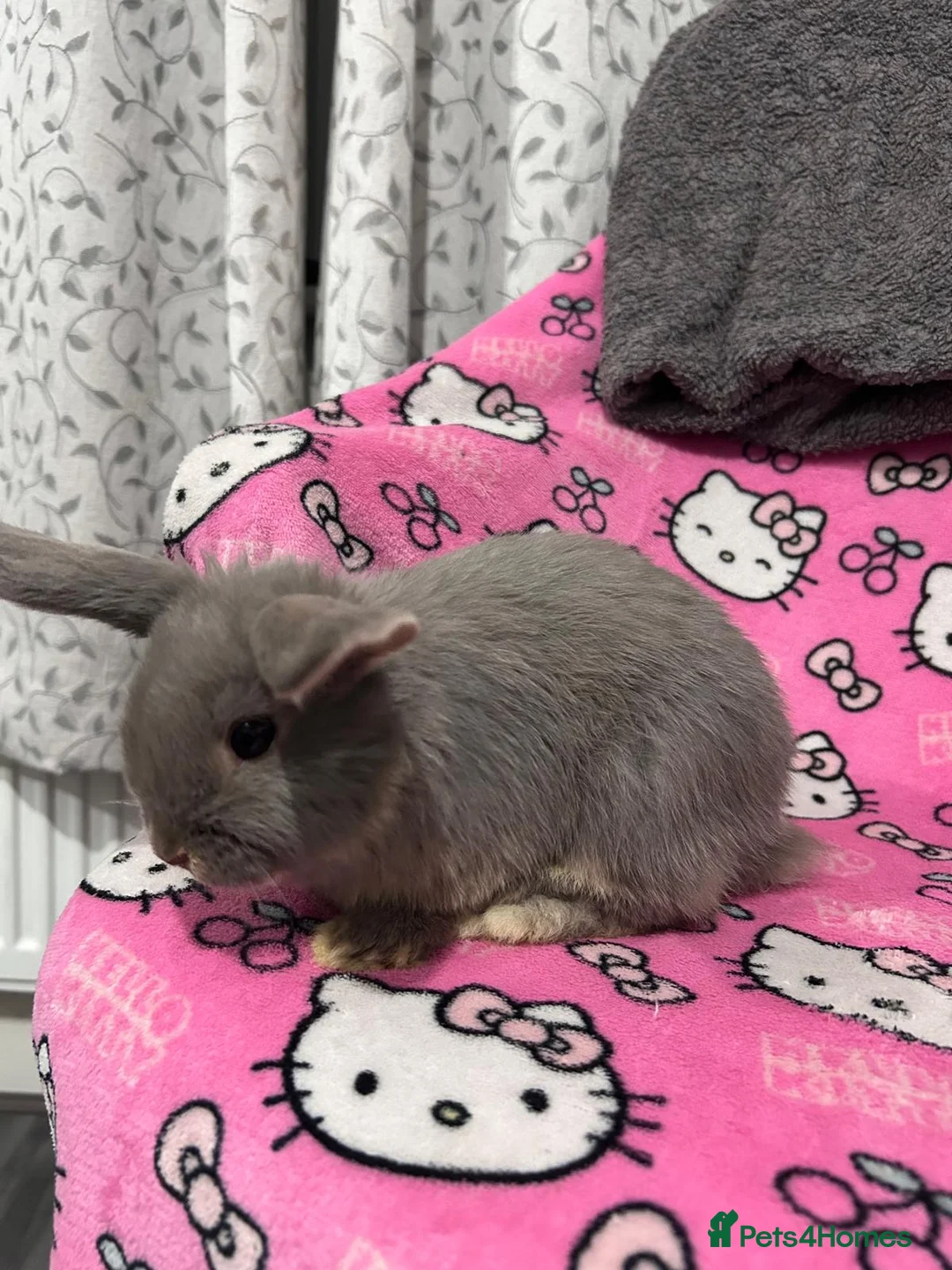 Mixed Breed rabbits for sale: Mini lop x Dutch  - Advert 9