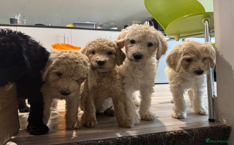 Goldendoodle dogs - Advert 1