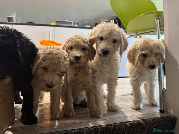 Goldendoodle dogs - Advert 1