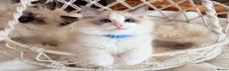 Ragdoll cats for sale: Show quality Ragdoll kittens from champion lines - Advert 4