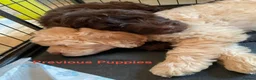 Goldendoodle dogs for sale: Quality Standard Multigenerational Puppies 🐾🐾🐾 - Advert 4