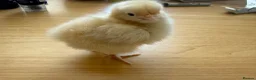 Chickens poultry for sale: Day old Buff and Gold Laced Orpington chicks  - Advert 1