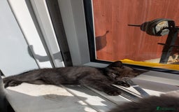 Mixed Breed cats for sale: 2 male kittens  - Image 1
