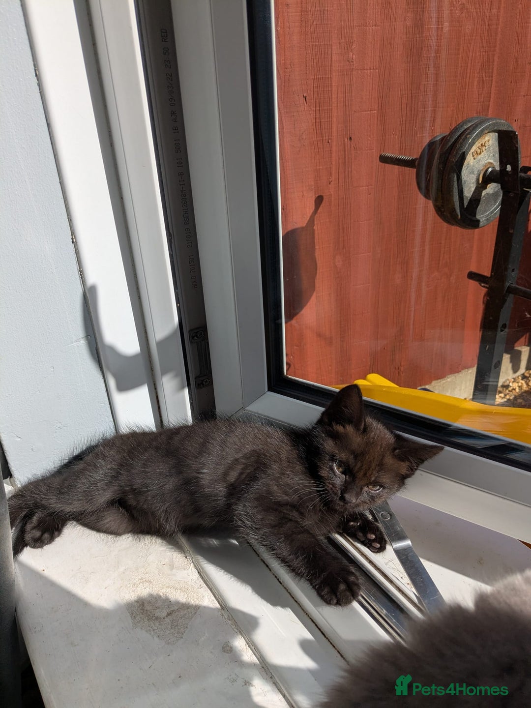 Mixed Breed cats for sale: 2 male kittens  - Image 1