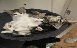 European cats for sale: 4 Cute & Cuddly Kittens Ready For Forever Home - Image 2