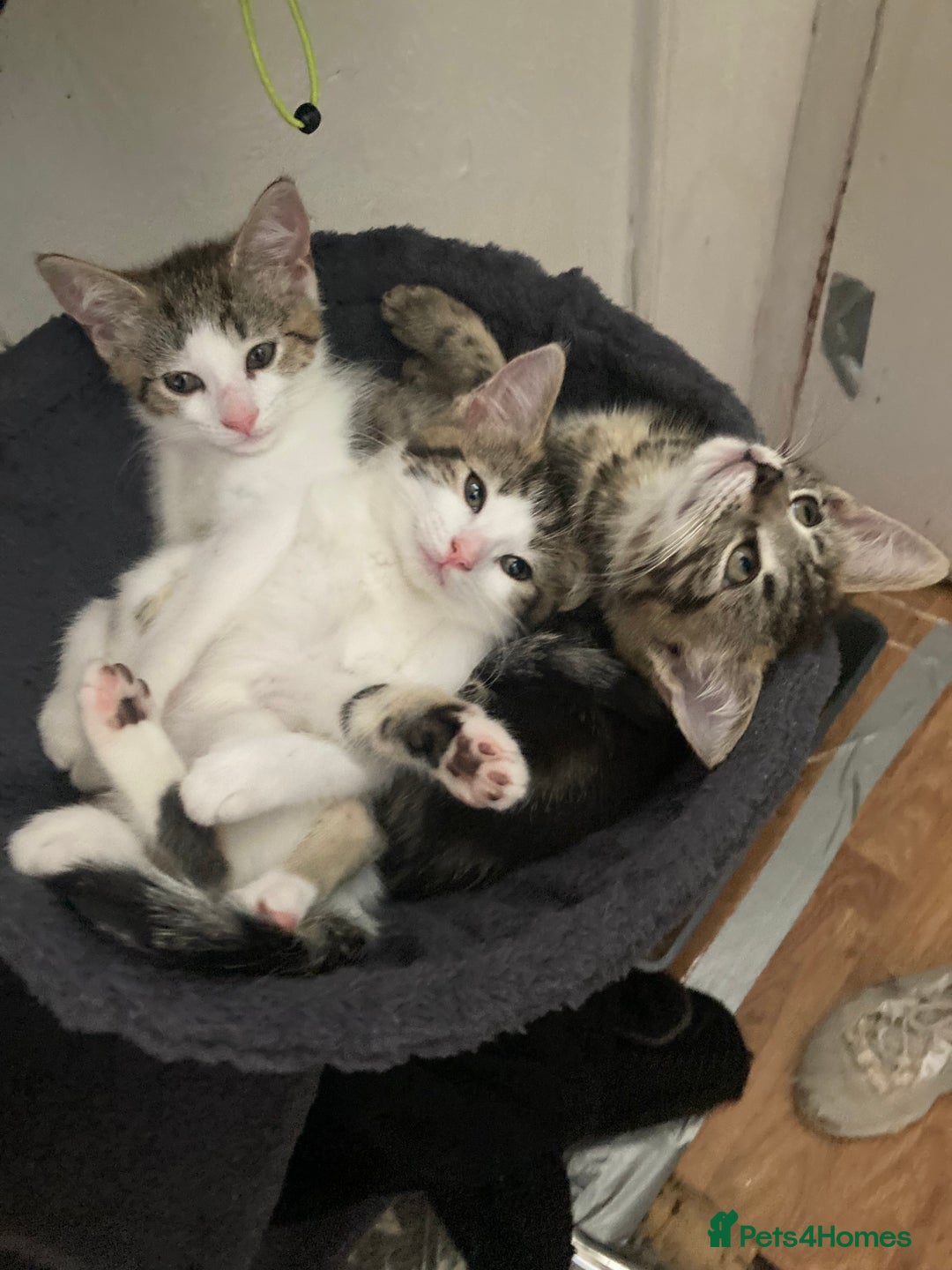 European cats for sale: 4 Cute & Cuddly Kittens Ready For Forever Home - Image 2