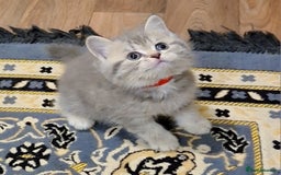 British Shorthair cats for sale: Beautiful BSH Kittens - Image 9