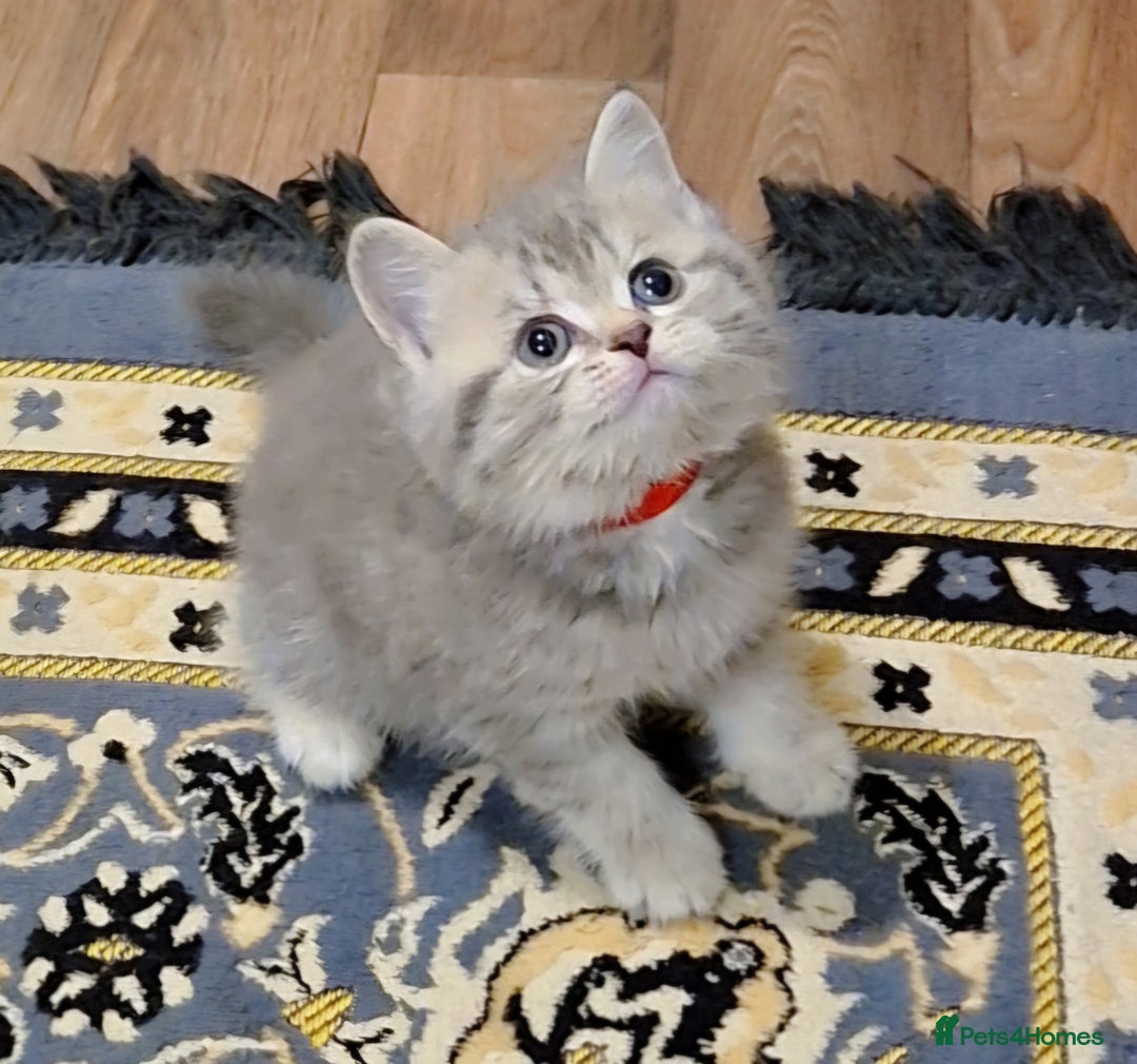 British Shorthair cats for sale: Beautiful BSH Kittens - Image 9