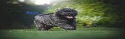 Bouvier Des Flandres dogs for sale: Bouvier des Flandres FCI/ZKwP in West Wickham - Advert 12