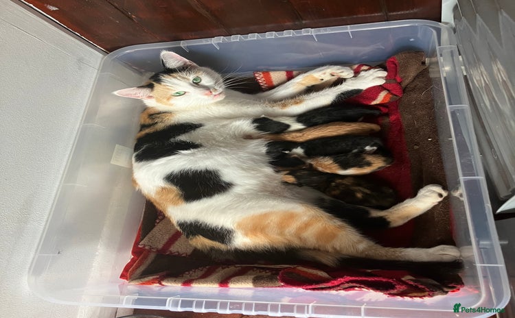 Mixed Breed cats - Advert 2