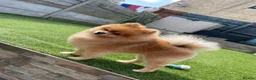 Pomeranian dogs for sale: Oscar in Bournemouth - Advert 2