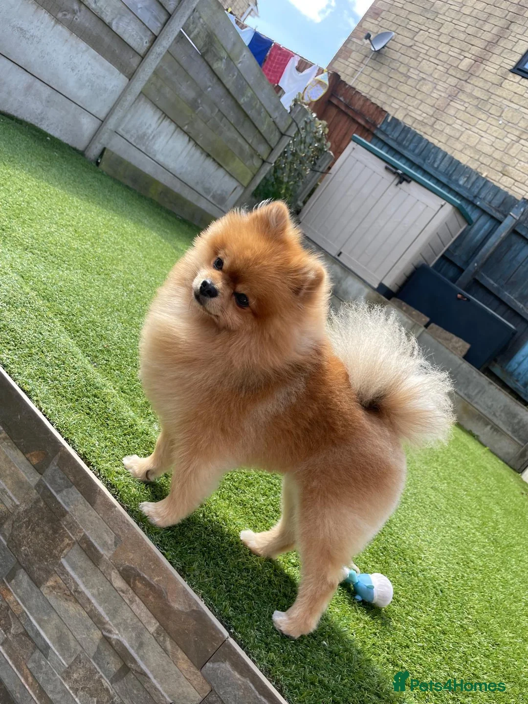 Pomeranian dogs for sale: Oscar in Bournemouth - Advert 2