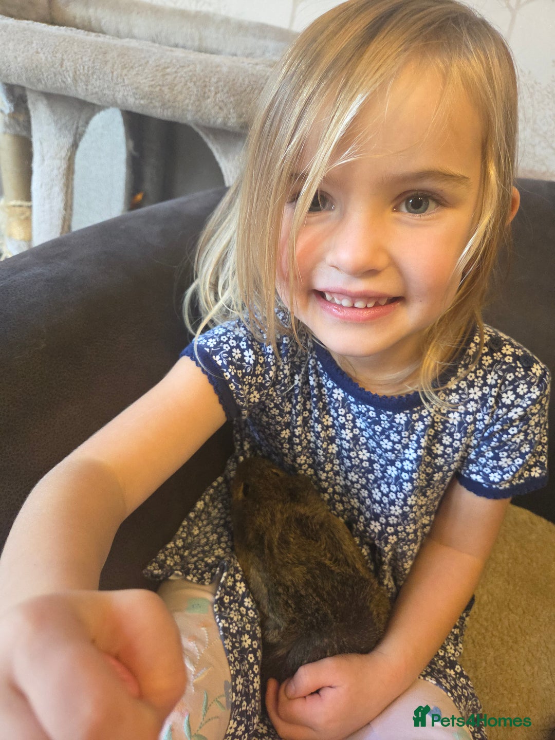 Guinea Pig rodents for sale: READY NOW. 2 young Sister Guinea Pigs - Image 10