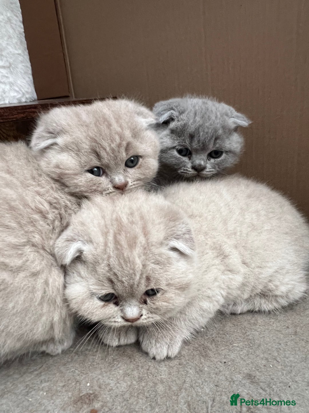 Mixed Breed cats for sale: Beautiful kittens available for loving homes. - Advert 8