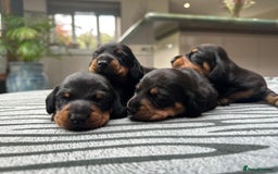 Miniature Dachshund dogs for sale: KC short haired miniature Black and Tan puppies - Image 4